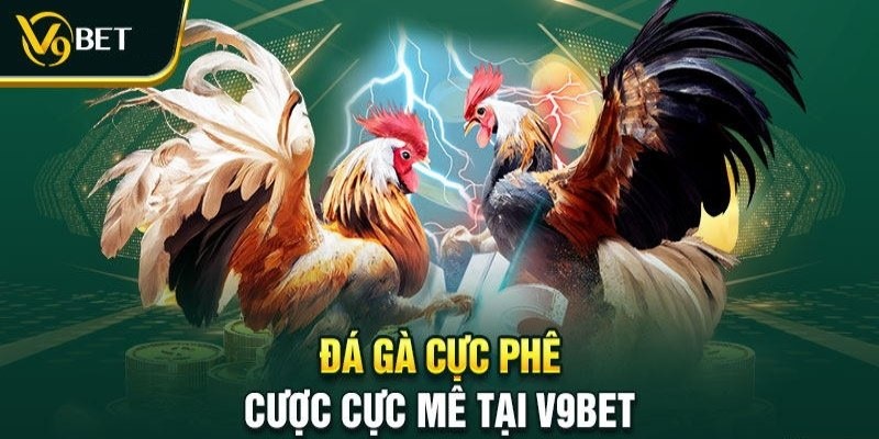 Giới thiệu danh mục đá gà v9bet hấp dẫn nhất