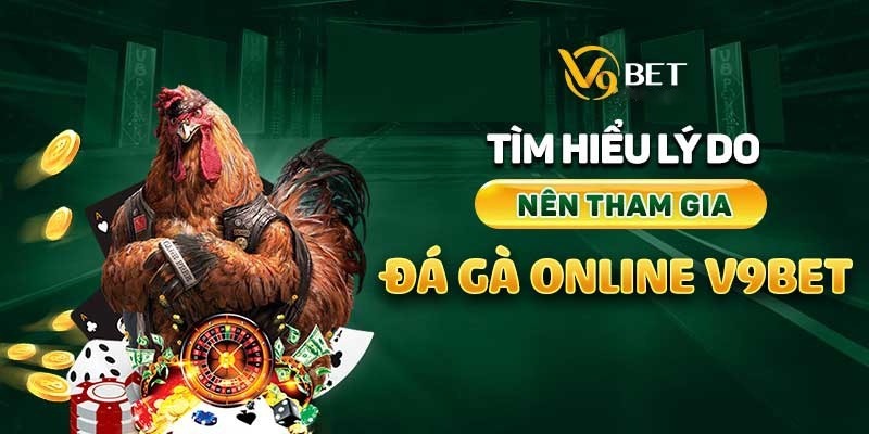 Đá gà cựa sắt mang đến trải nghiệm thú vị